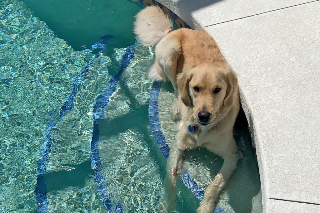 Dog lounging on step in pool.