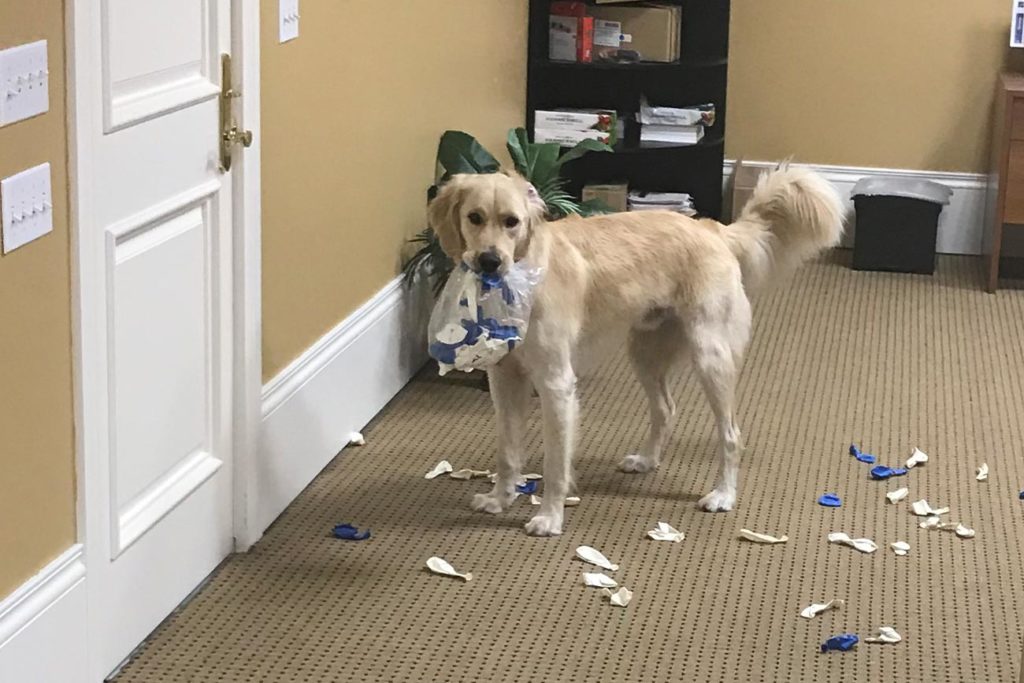 Dog playing with package of balloons.