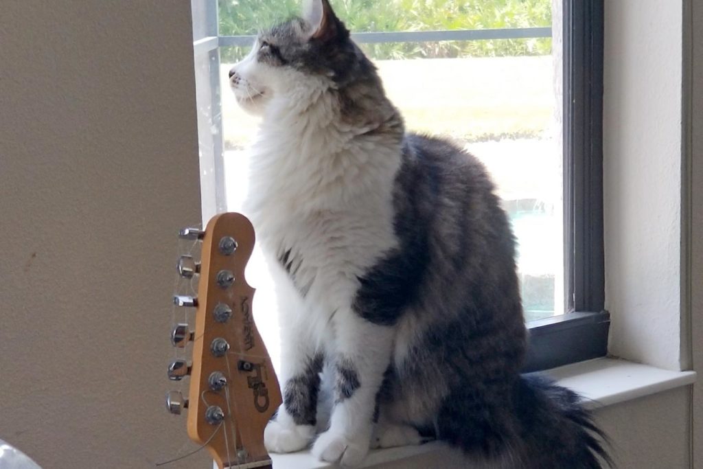 Cat sitting on window sill.