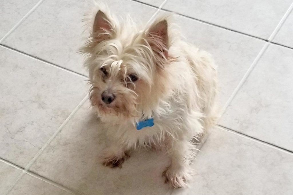 Small dog sitting on floor.