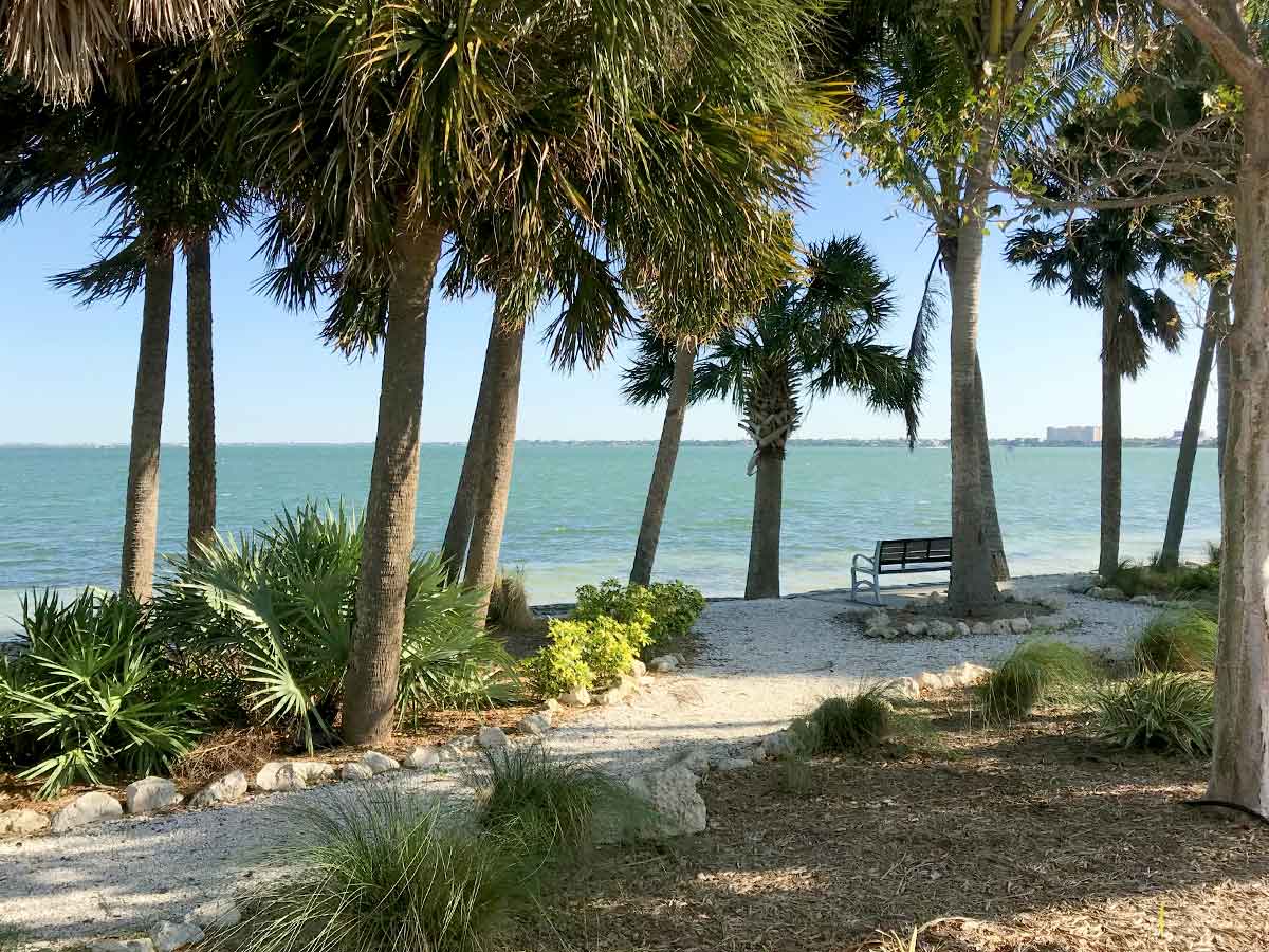 palm trees shading a bench overlooking the water