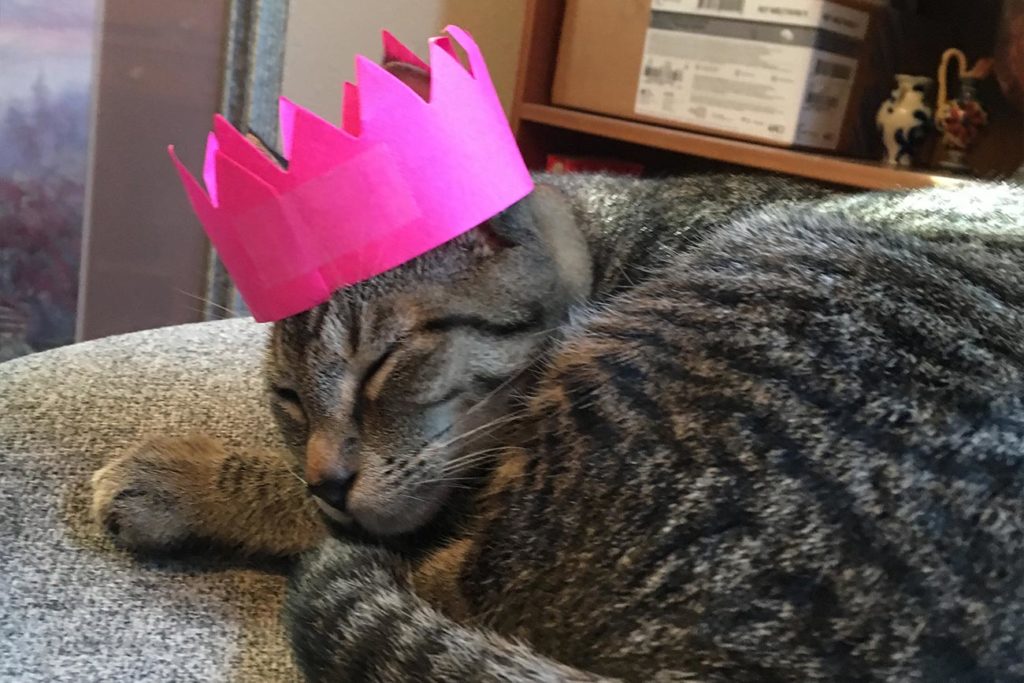 cat sleeping with pink paper crown on head.