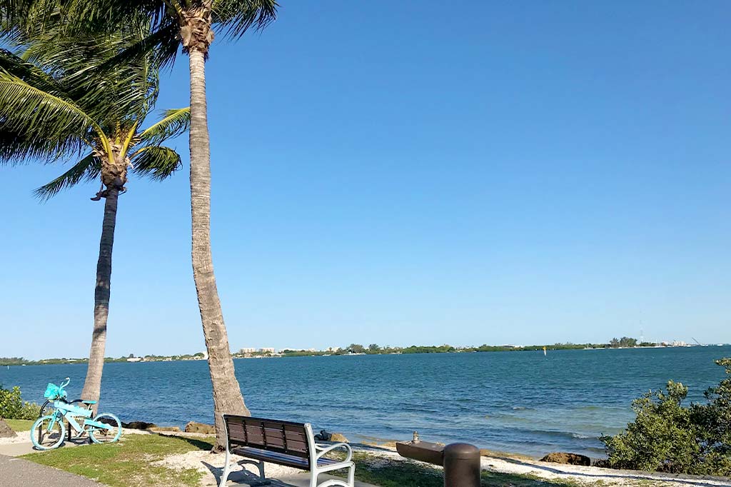 View overlooking water with a palm tree and benches