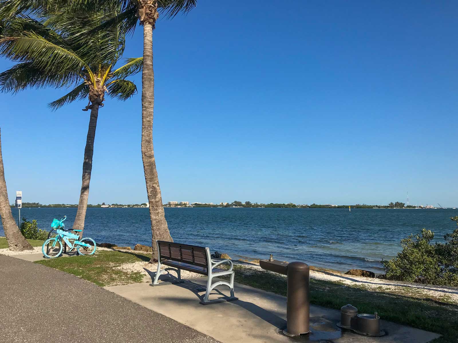 park bench and palm tree overlooking water