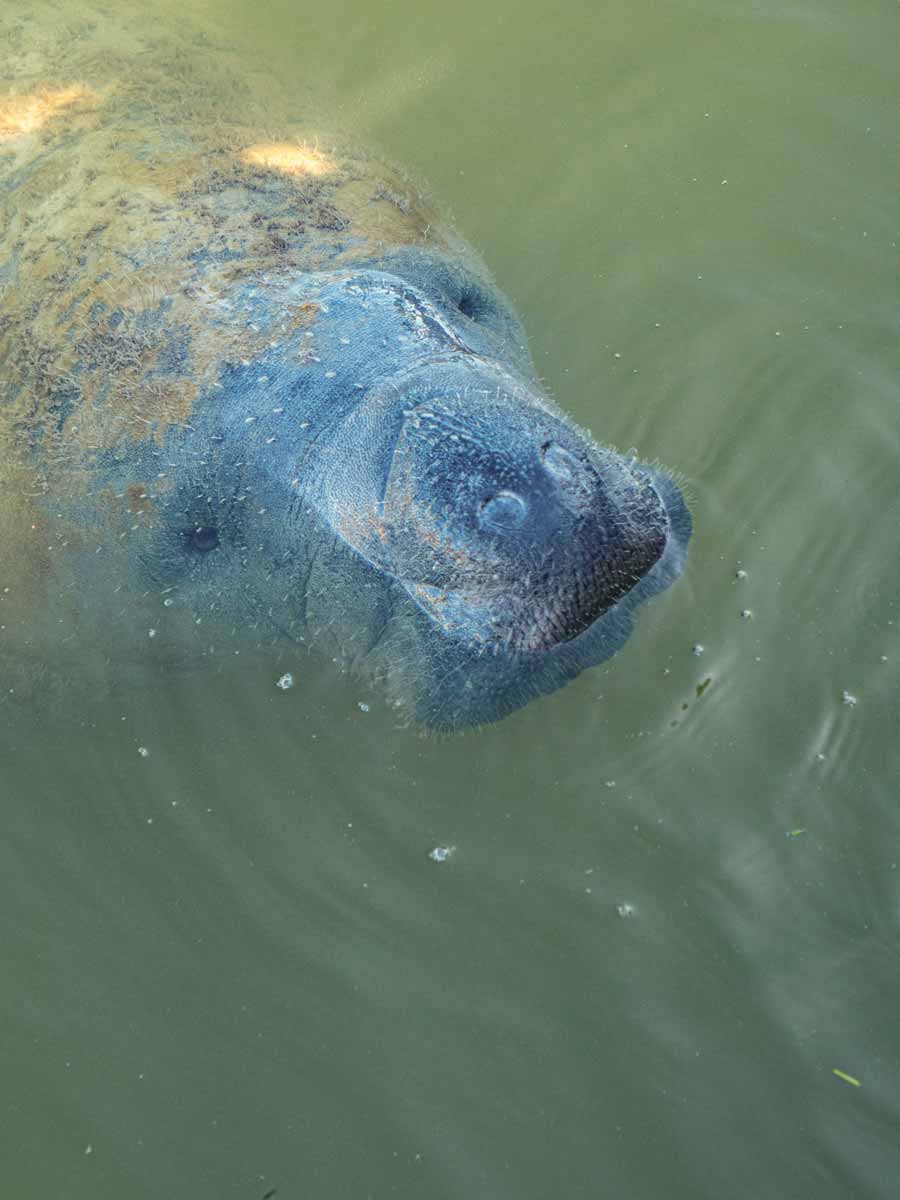 A manatee with head above water to breathe