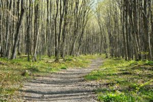 a trail leading through the woods