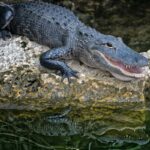 Alligator resting on a rock above water