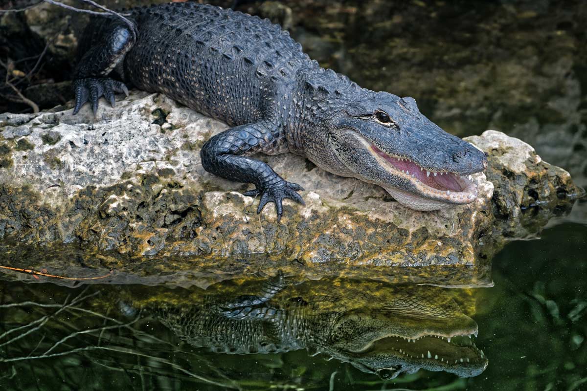 Alligator resting on a rock above water