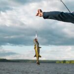 A caught fish with a hook in its mouth on a fishing line.