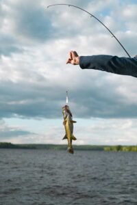 A caught fish with a hook in its mouth on a fishing line.